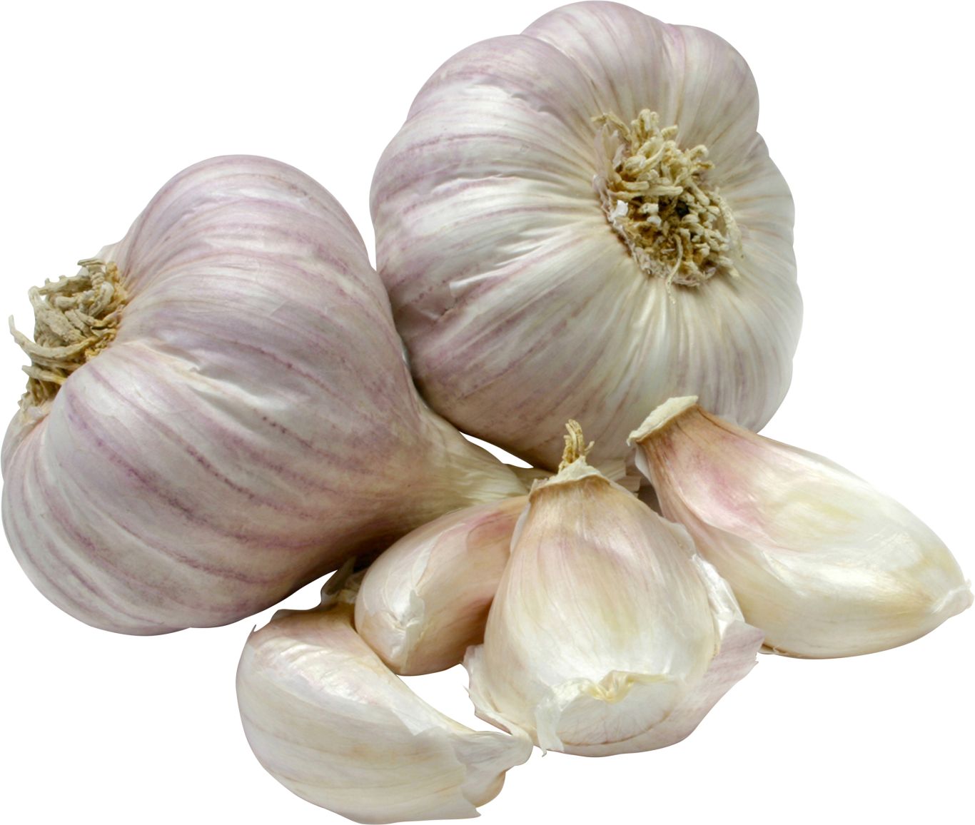 Garlic PNG    图片编号:99288