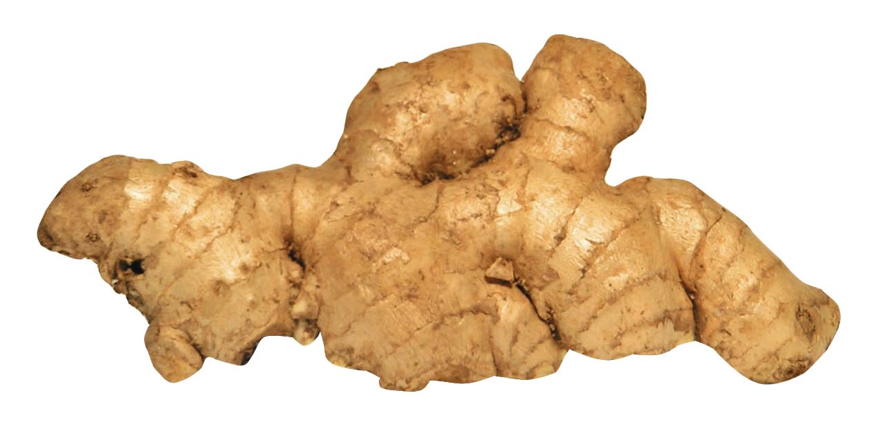 Ginger PNG    图片编号:16784