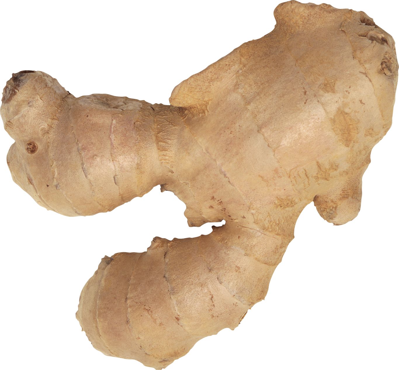 Ginger PNG    图片编号:99267