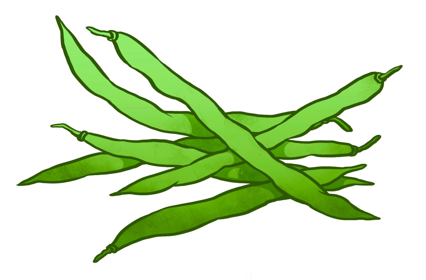 Green bean PNG    图片编号:56937