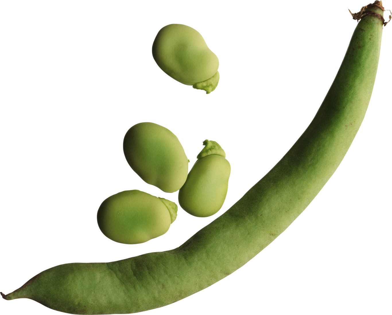 Green bean PNG    图片编号:99252