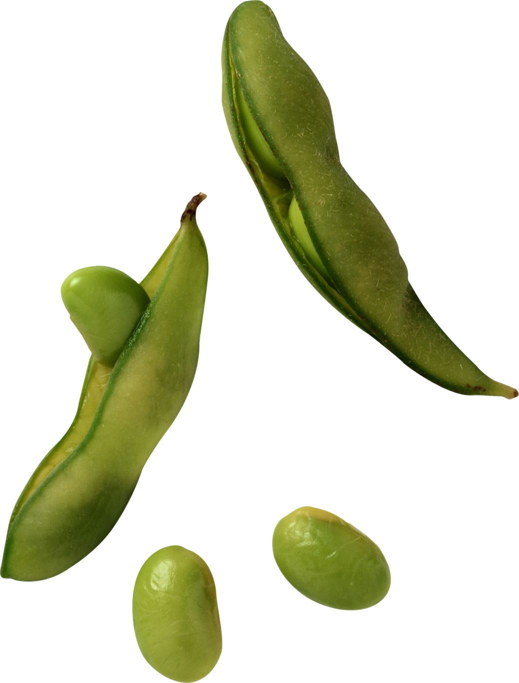 Green bean PNG    图片编号:99253