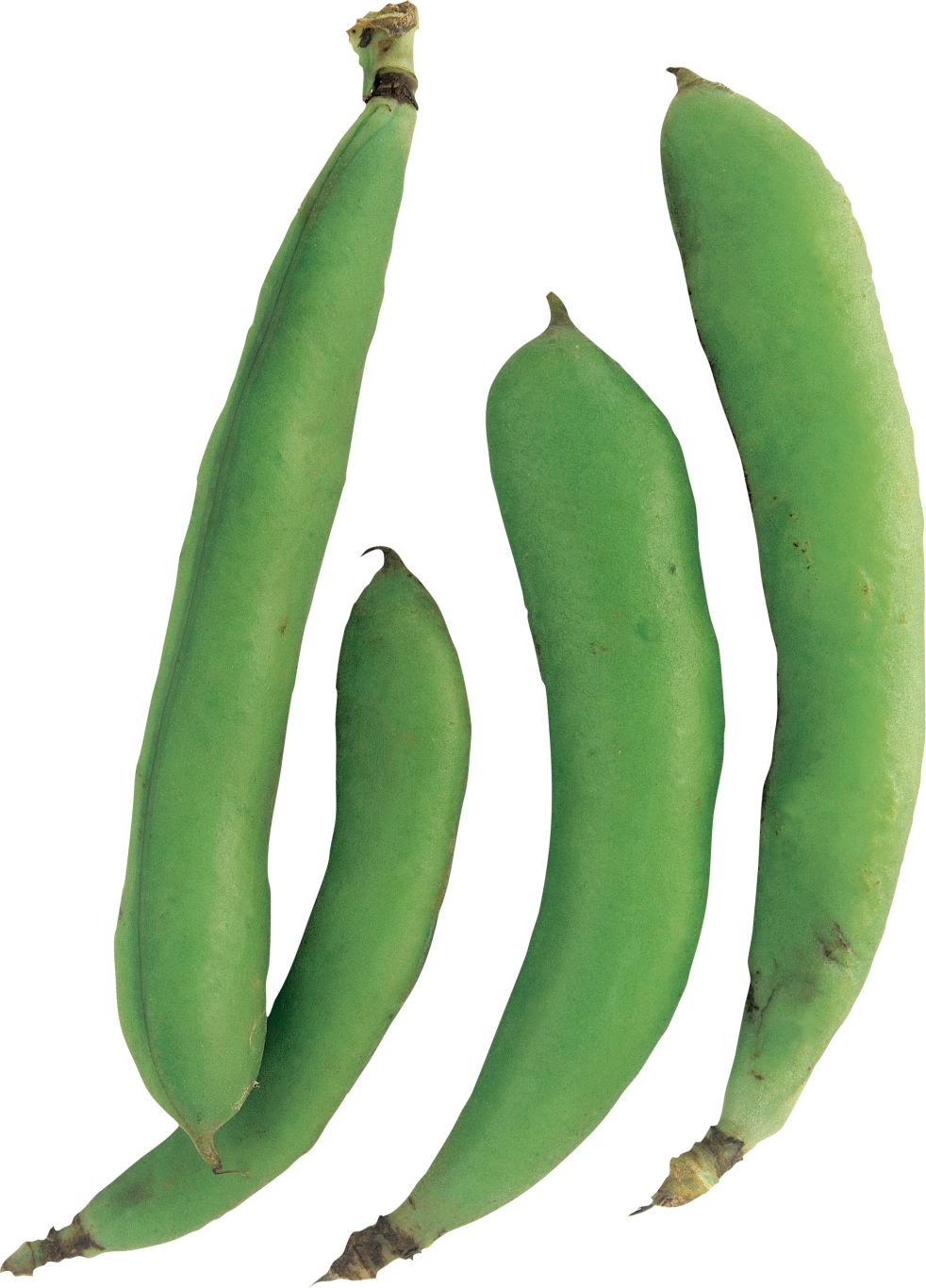 Green bean PNG    图片编号:99254