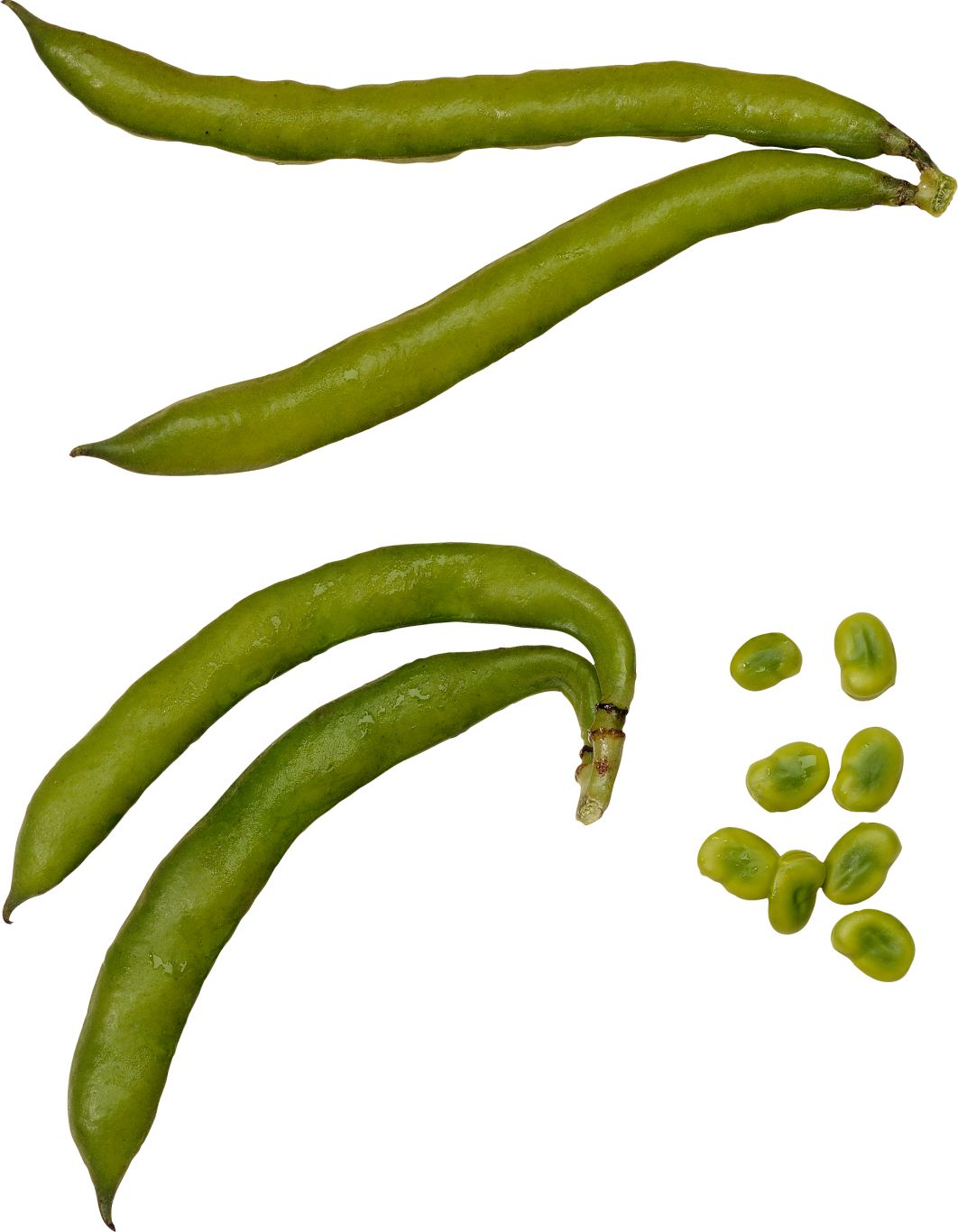 Green bean PNG    图片编号:99255