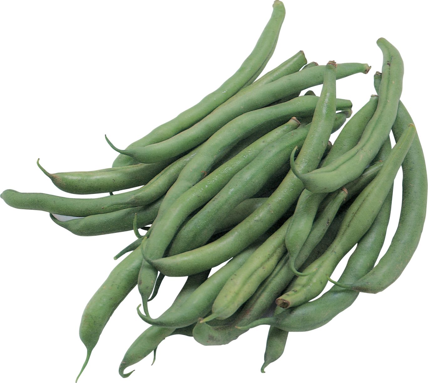 Green bean PNG    图片编号:99256
