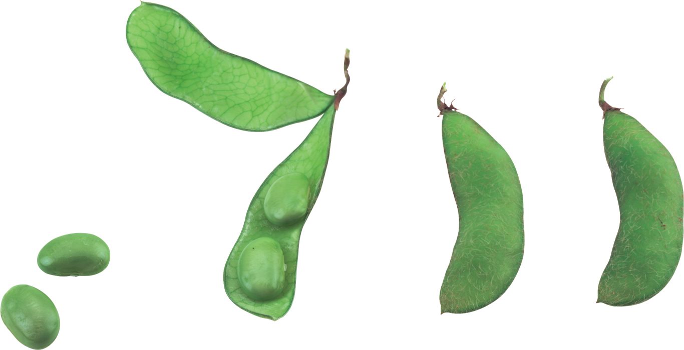 Green bean PNG    图片编号:99258