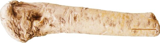 Horseradish PNG    图片编号:66277