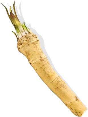 Horseradish PNG    图片编号:66273
