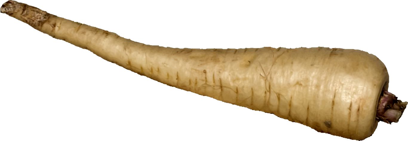 Horseradish PNG    图片编号:87279