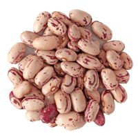Kidney beans PNG    图片编号:56899