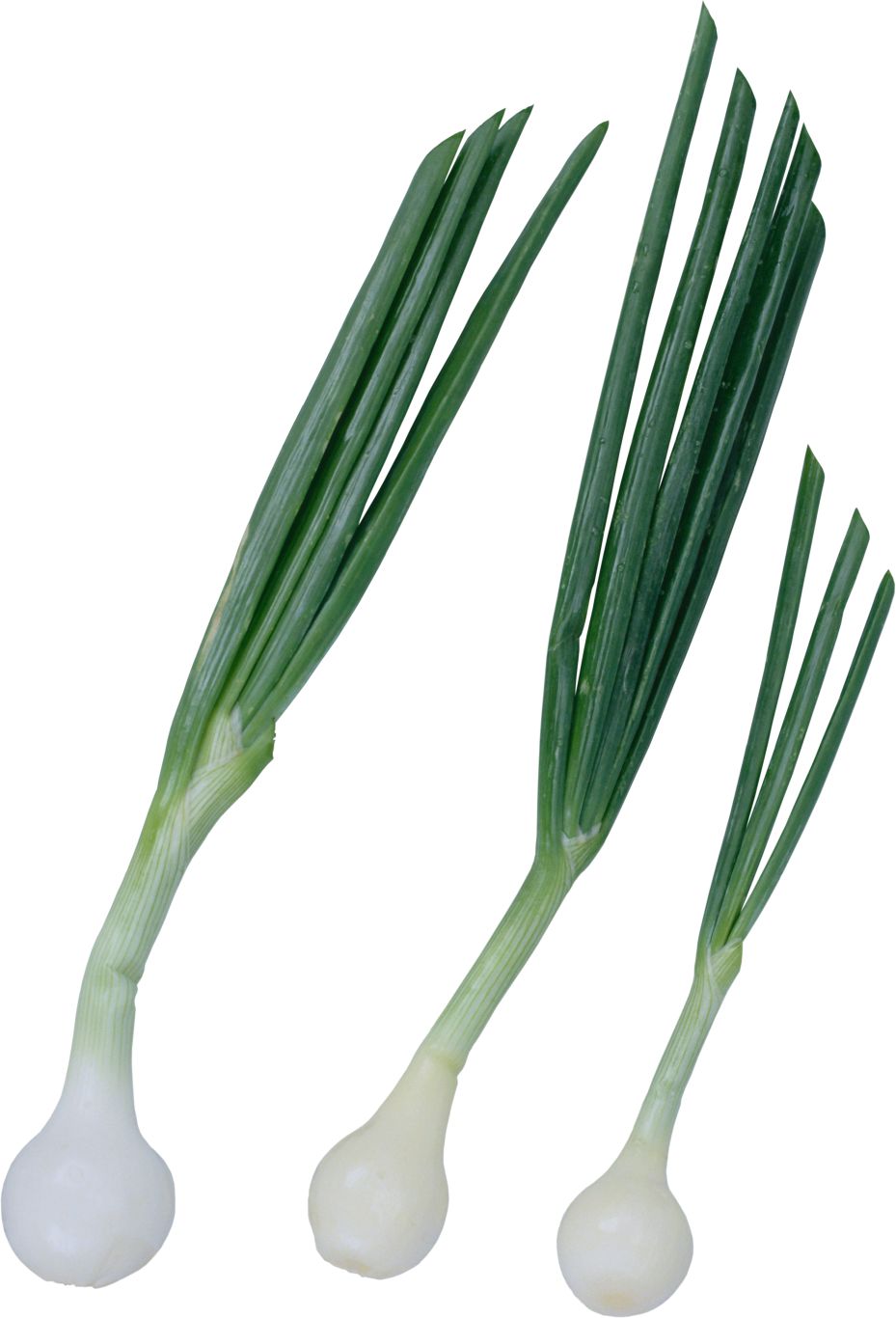 Leek PNG    图片编号:61289