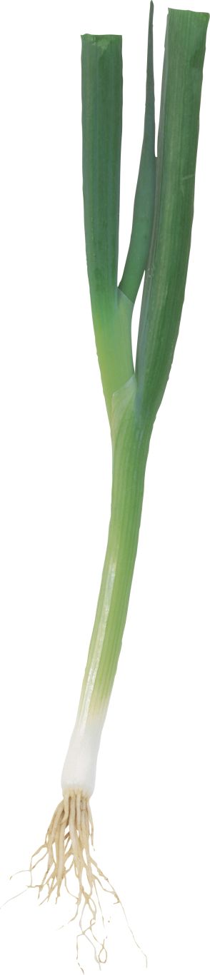 Leek PNG    图片编号:61296