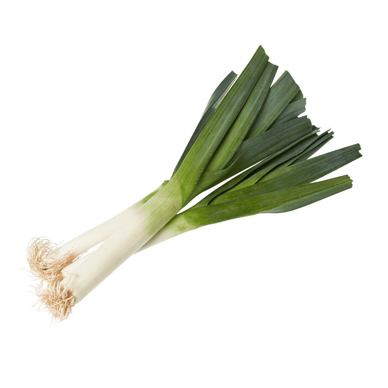 Leek PNG    图片编号:61310