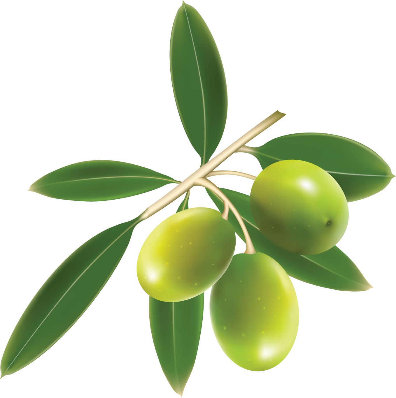Green olives PNG    图片编号:14269