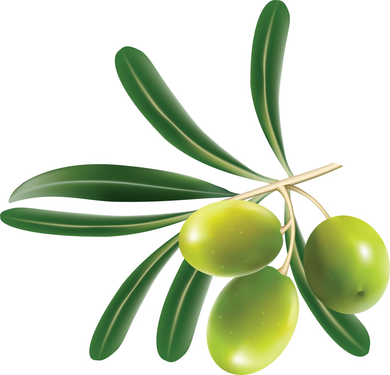 Green olives PNG    图片编号:14271
