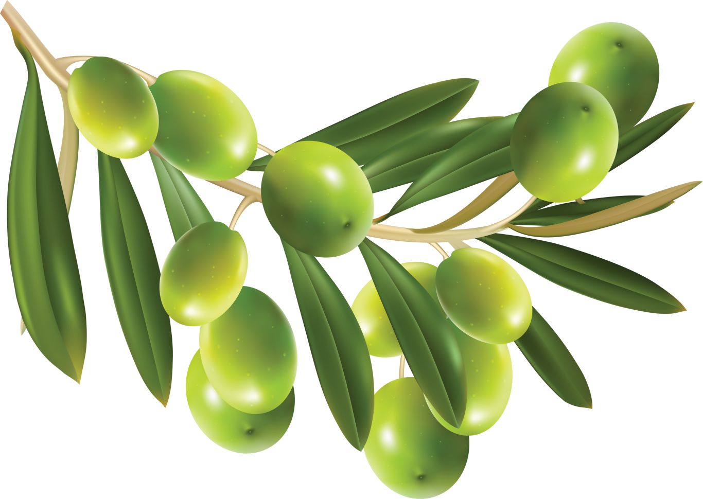 Green olives PNG    图片编号:14273