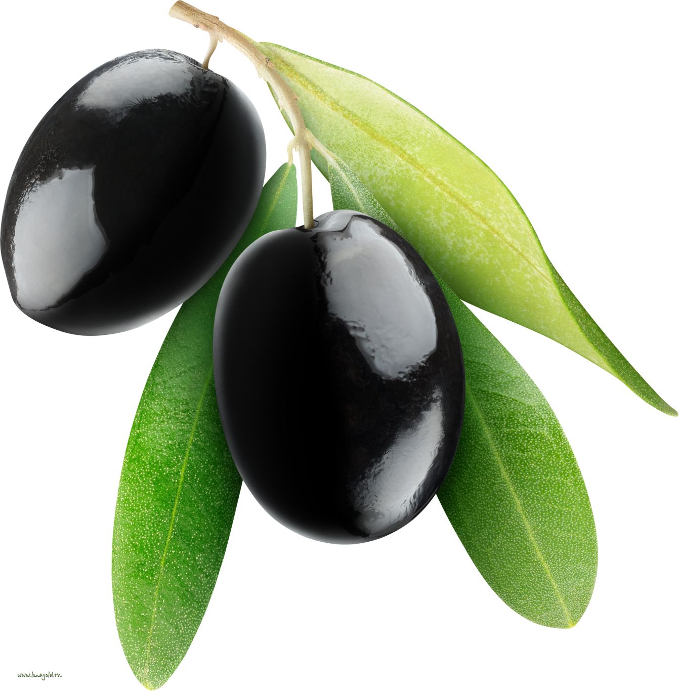 Black olives PNG    图片编号:14275