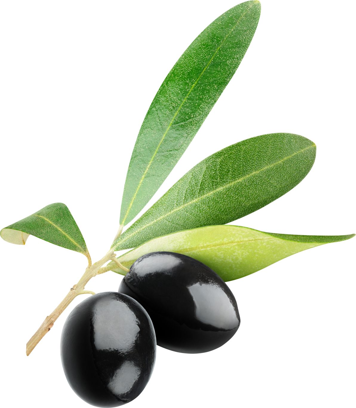 Black olives PNG    图片编号:14276