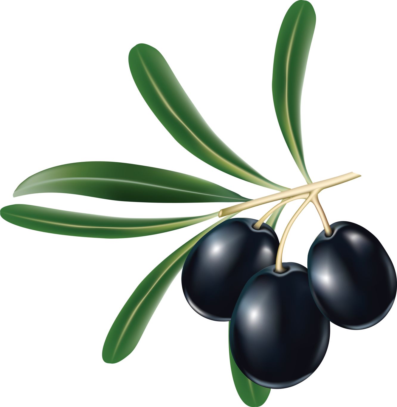 Black olives PNG    图片编号:14280