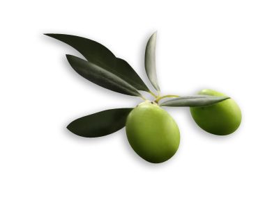 Olive PNG    图片编号:14295