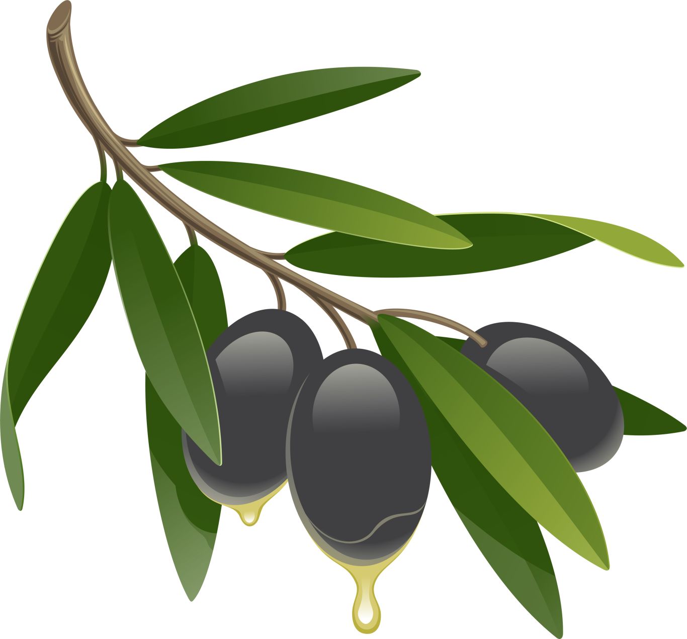 Black olives PNG    图片编号:14326