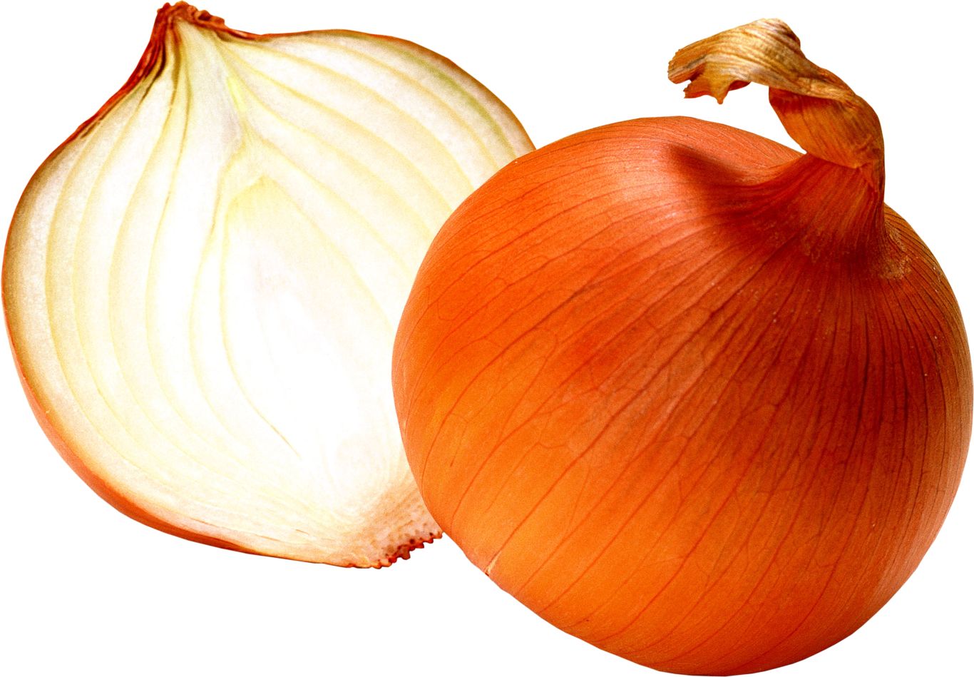 Onion PNG image    图片编号:3820