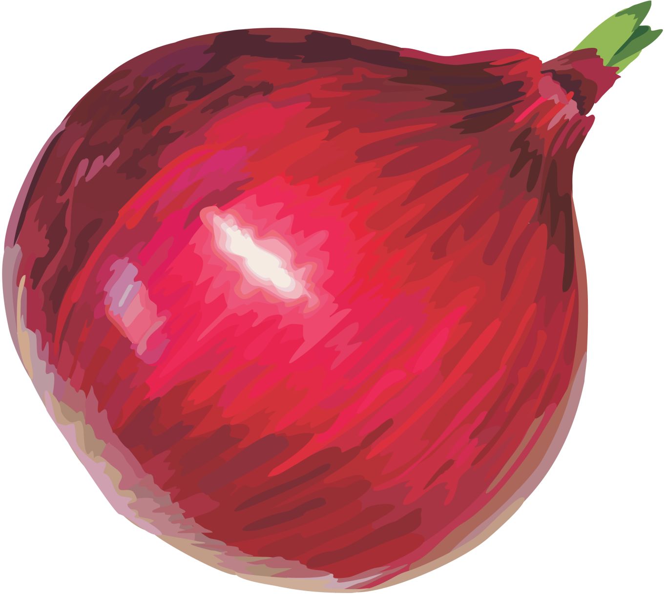 Red onion PNG image    图片编号:3828
