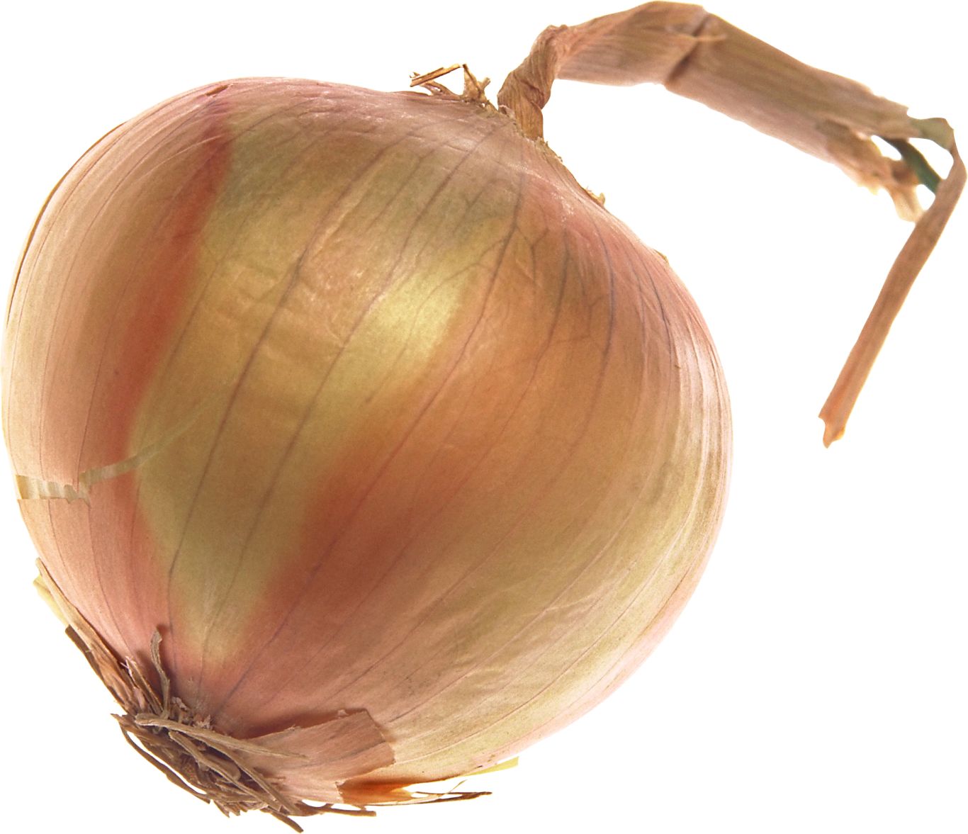 Onion PNG image    图片编号:3830