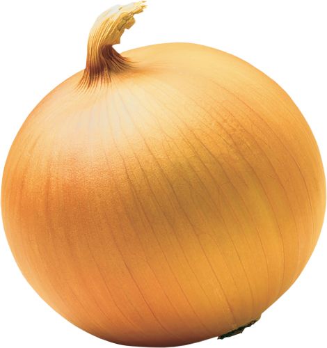 Onion PNG image, free download picture    图片编号:598
