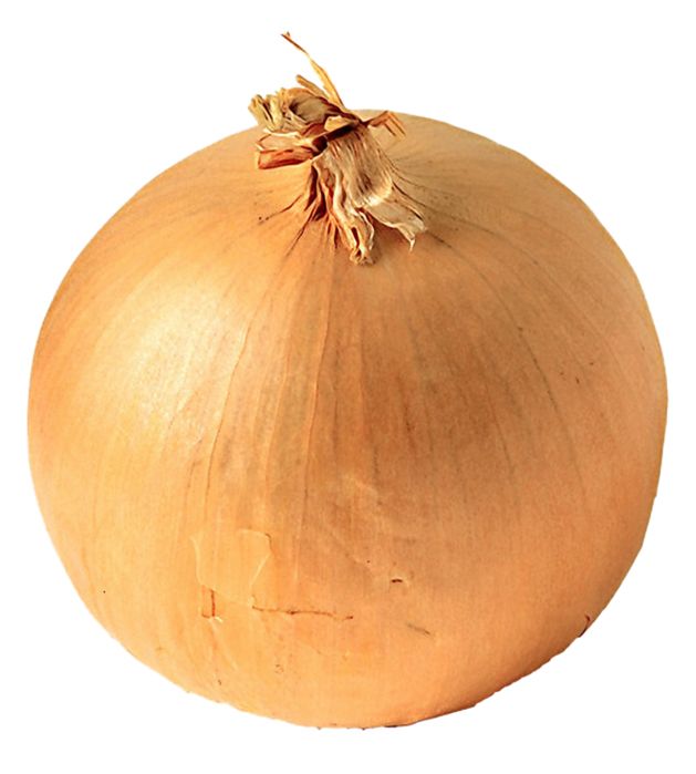 Onion PNG image, free download picture    图片编号:600
