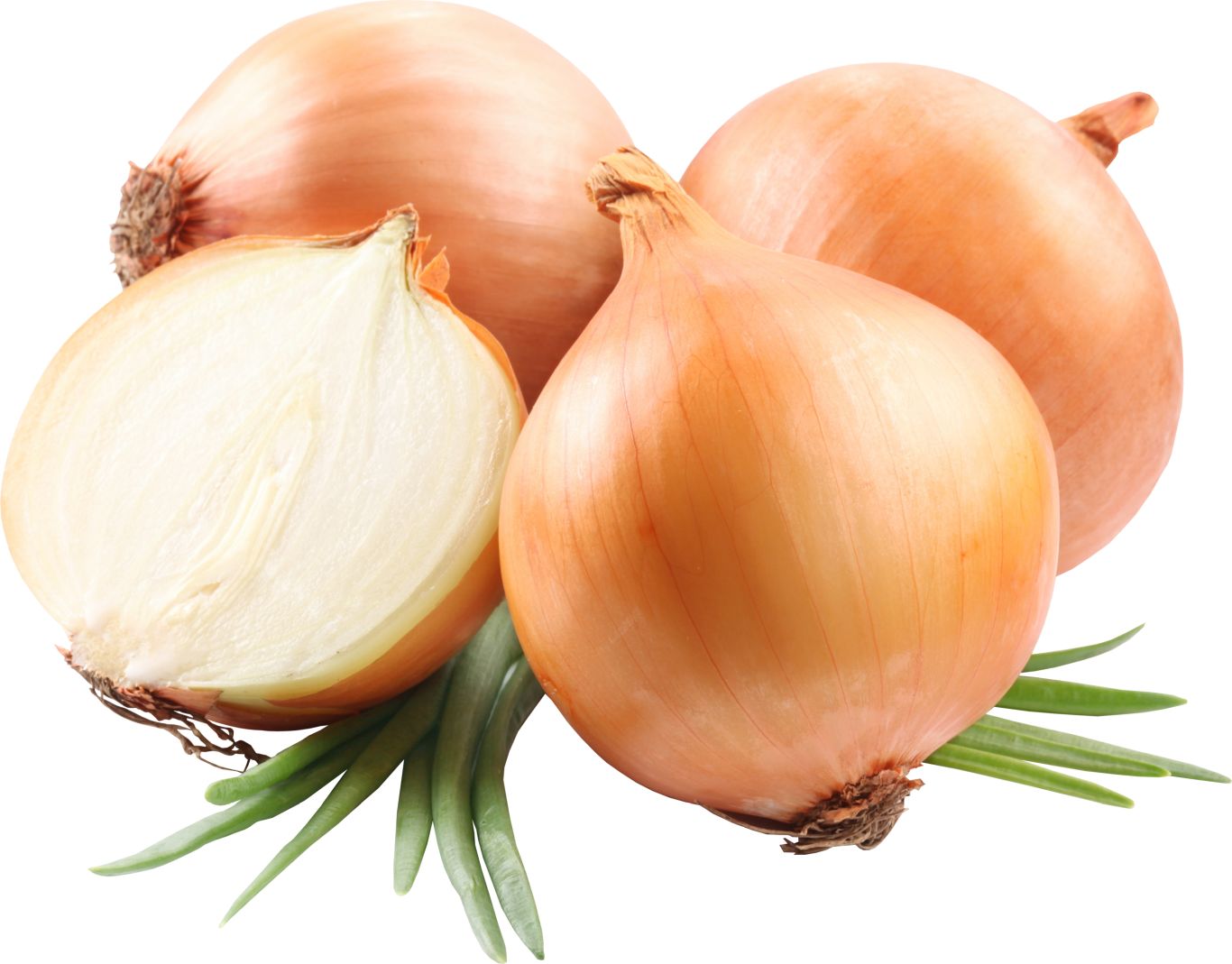 Onion PNG image, free download picture    图片编号:605