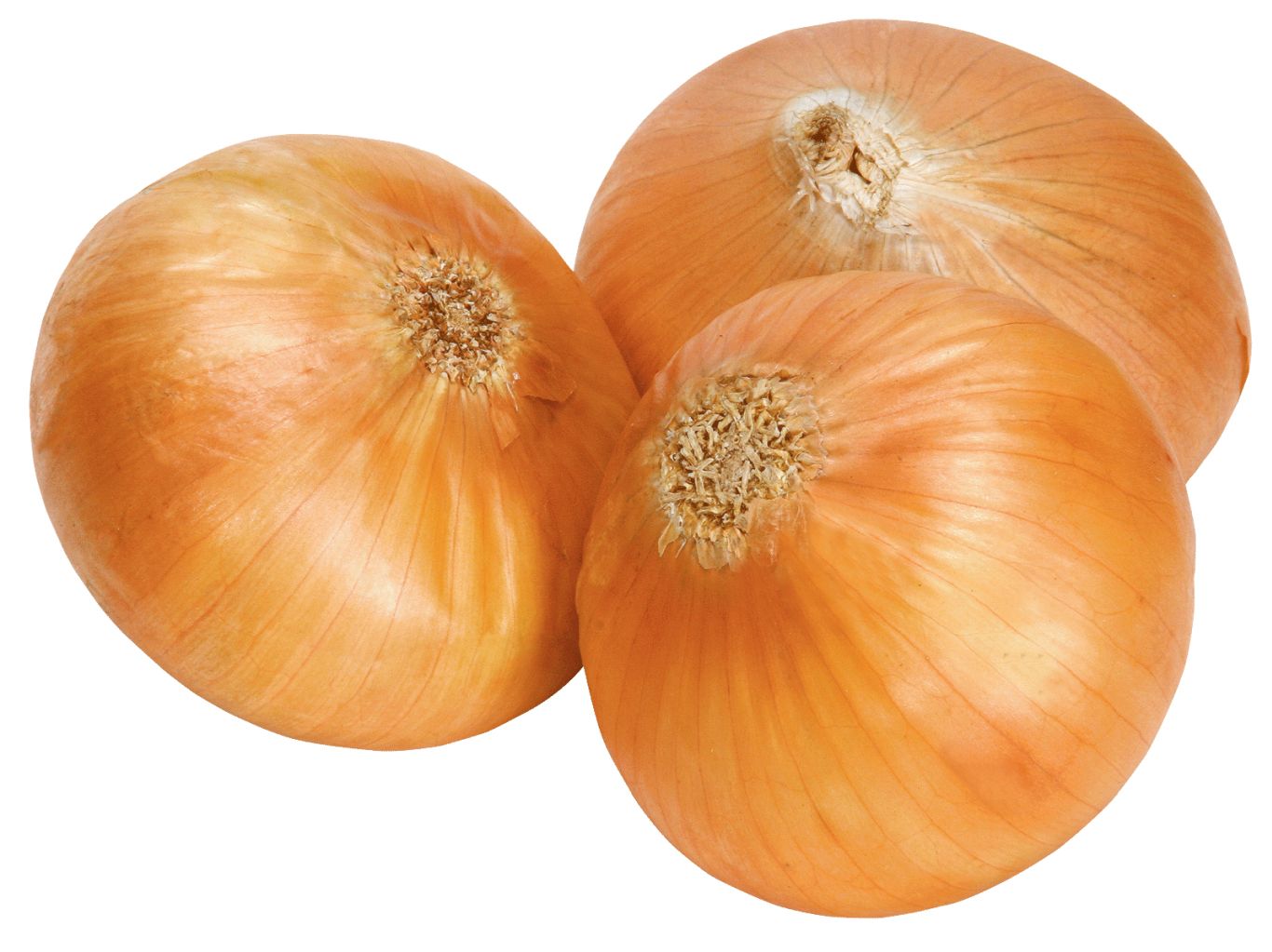 Onion PNG image, free download picture    图片编号:608