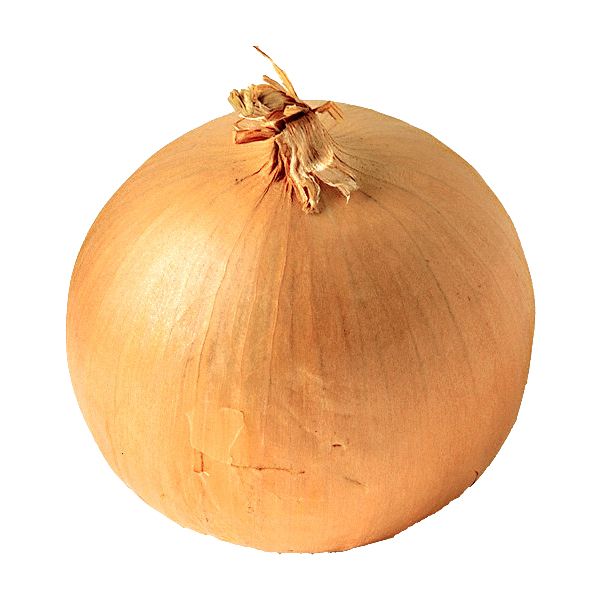Onion PNG    图片编号:99187