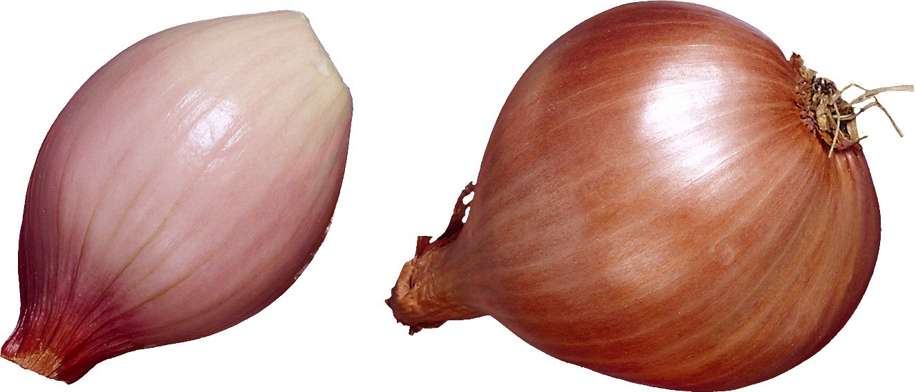 Onion PNG    图片编号:99188