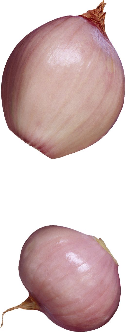 Onion PNG    图片编号:99189