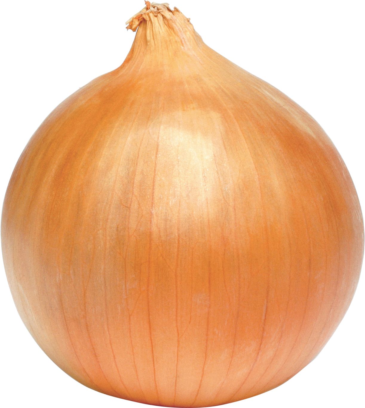 Onion PNG    图片编号:99190