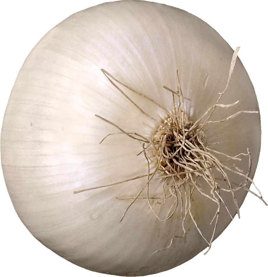 Onion PNG    图片编号:99192