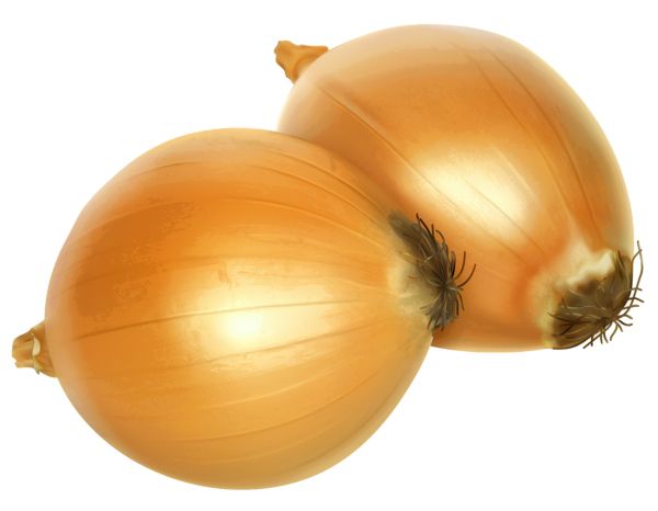 Onion PNG    图片编号:99196