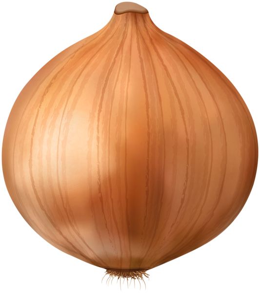 Onion PNG    图片编号:99199