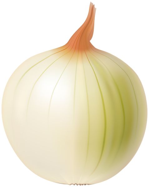 Onion PNG    图片编号:99200