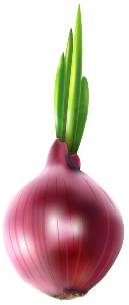 Onion PNG    图片编号:99202