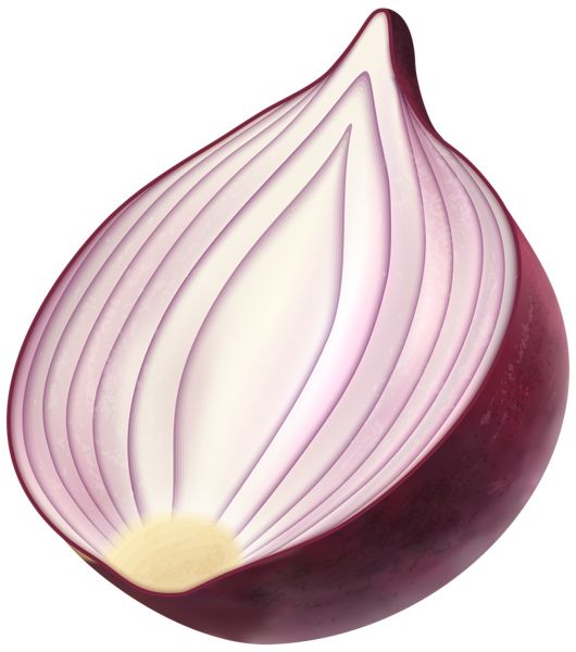 Onion PNG    图片编号:99204