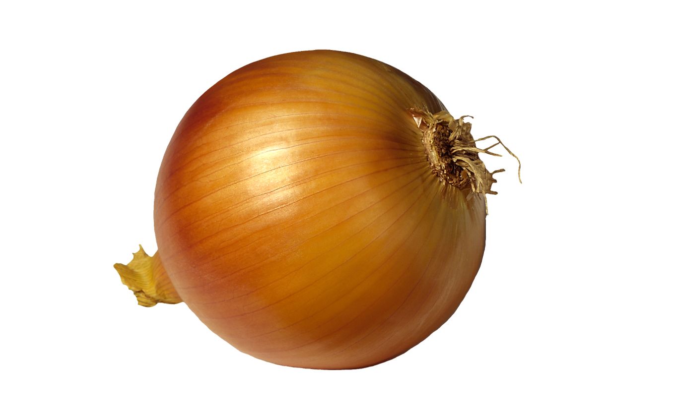 Onion PNG    图片编号:99206