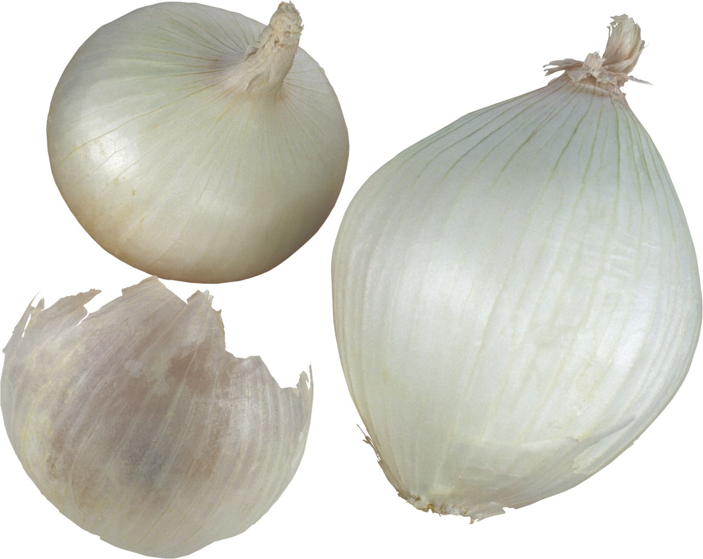 Onion PNG    图片编号:99208