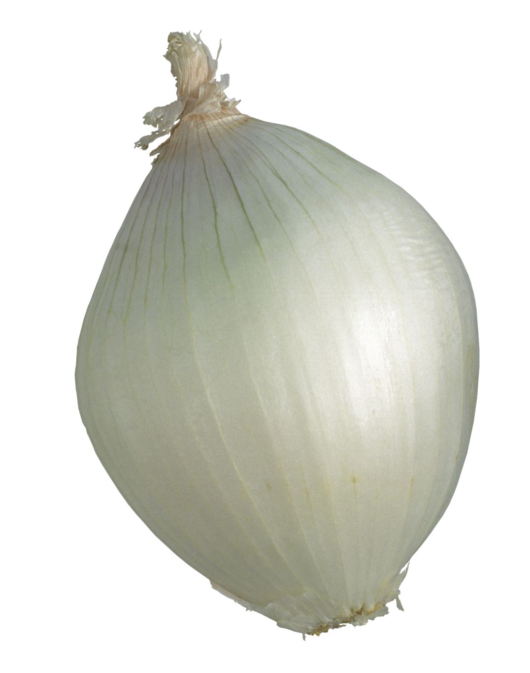 Onion PNG    图片编号:99209