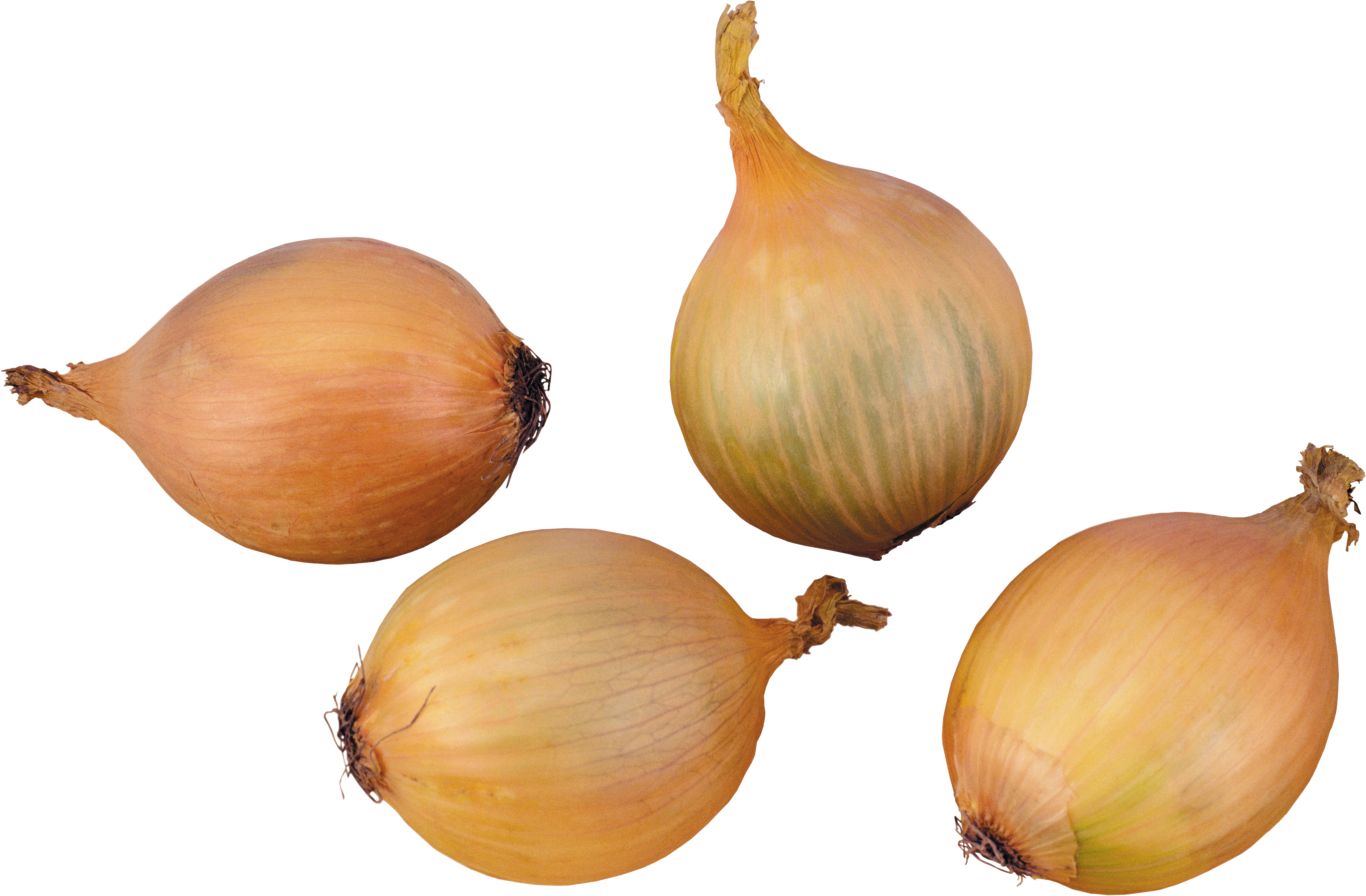 Onion PNG    图片编号:99210