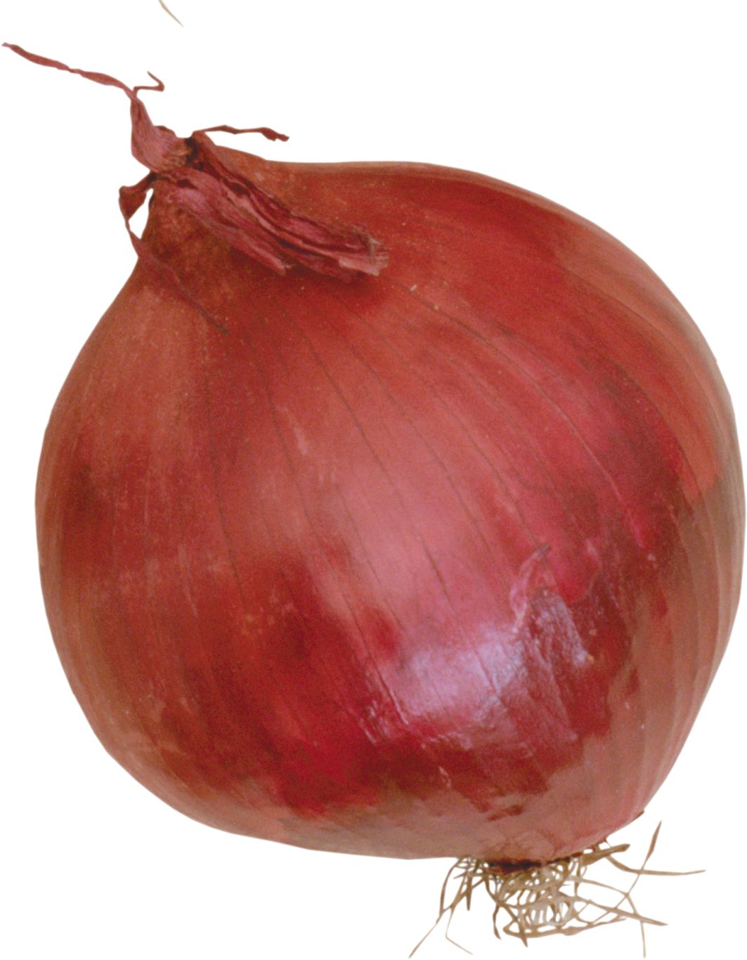 Onion PNG    图片编号:99211