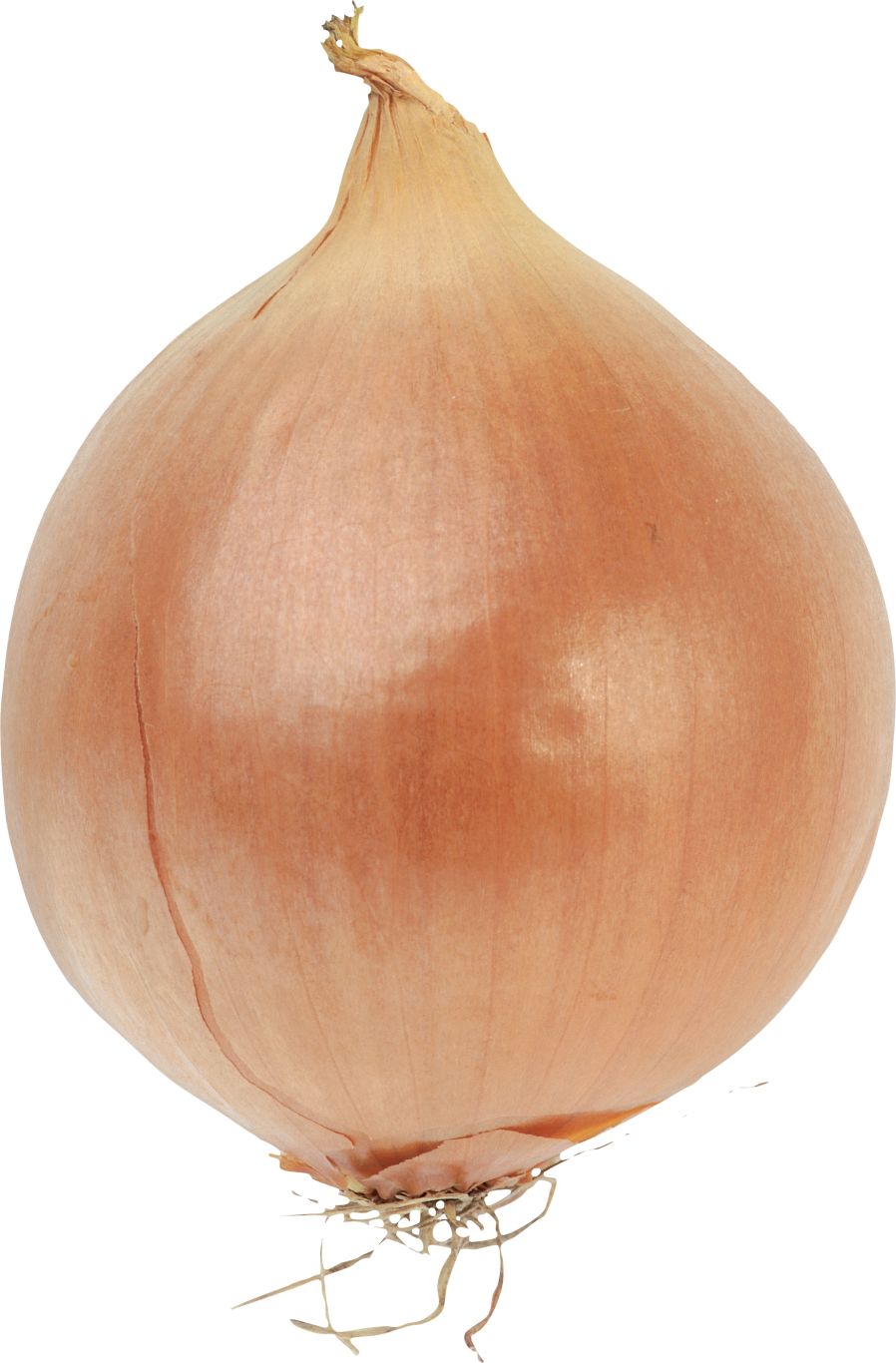 Onion PNG    图片编号:99217