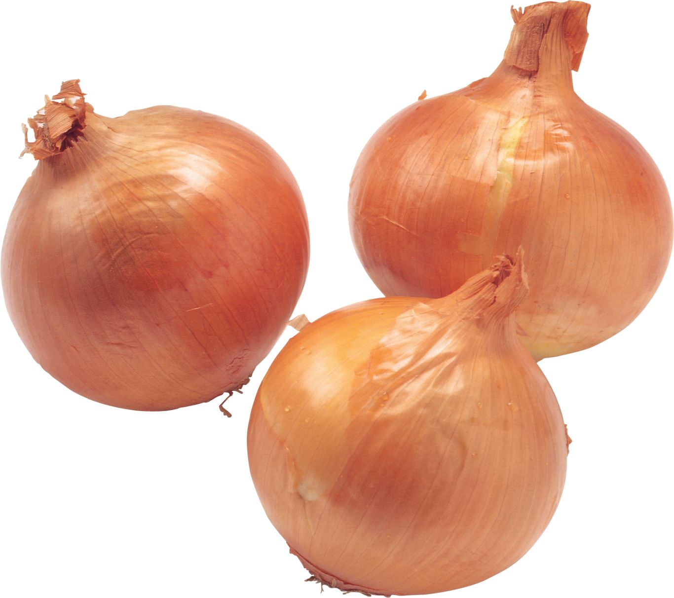 Onion PNG    图片编号:99220