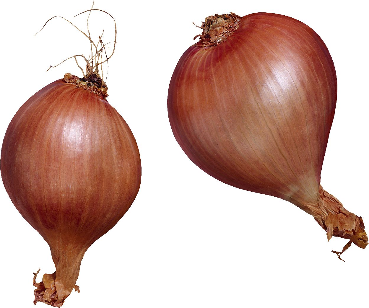Onion PNG    图片编号:99223